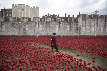 ceramic-poppy-installation-W.jpg