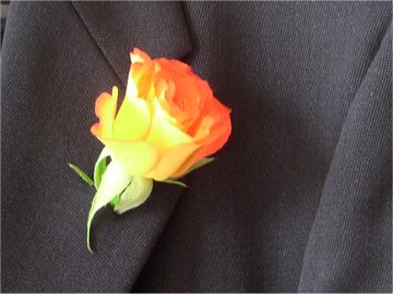 rose a la boutonniere